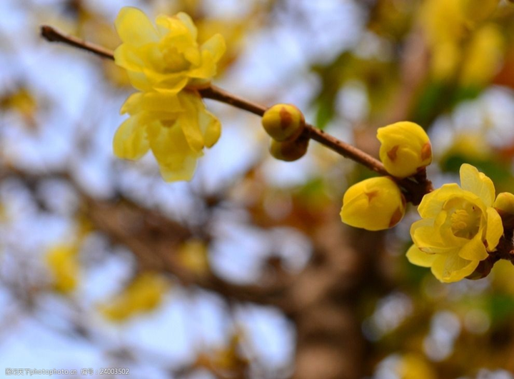 歲末時節(jié)百花盡，獨見蠟梅寒中香---感悟冬季蓉城“梅香”